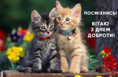 Открытки С Днем доброты — котенок красивый