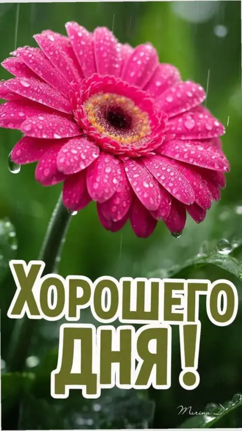Хорошего дня красивые открытки с пожеланиями — добрый день красивые пожелания
