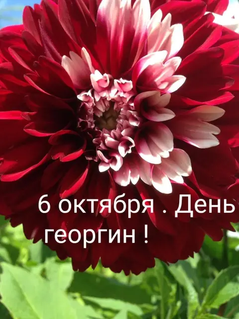 6 октября день георгин — цветок георгин