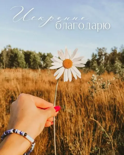 Благодарю — с ромашками