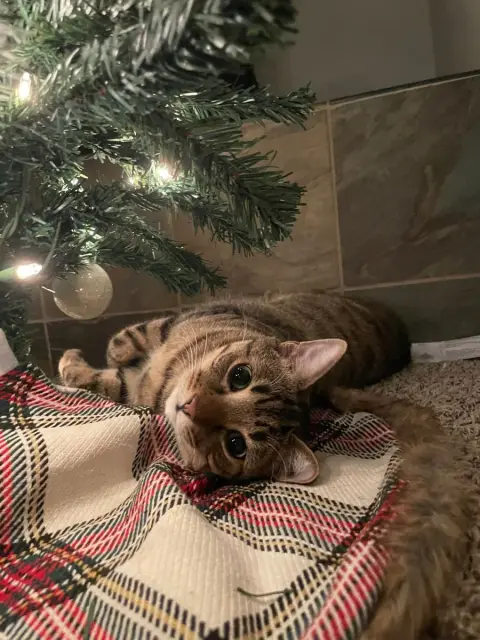 Новогодние котики — кот на елке