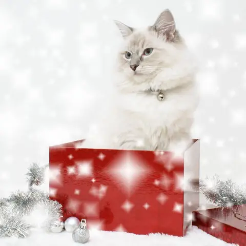 Новогодние котики — кот с новым годом