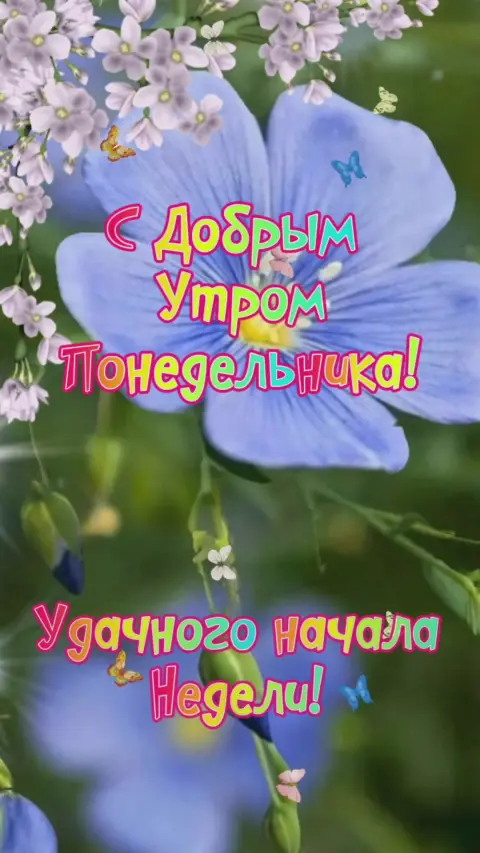 Доброго июньского утра понедельника — доброе утро понедельника май