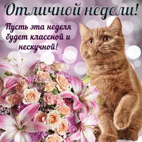 Понедельник открытки с пожеланиями — пожелание хорошей недели