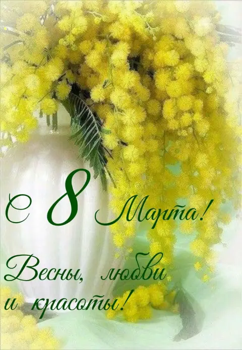 Мимоза с 8 марта — цветок мимоза