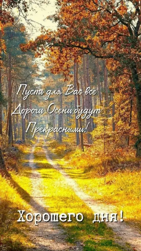 Лес осенний — утро осеннее