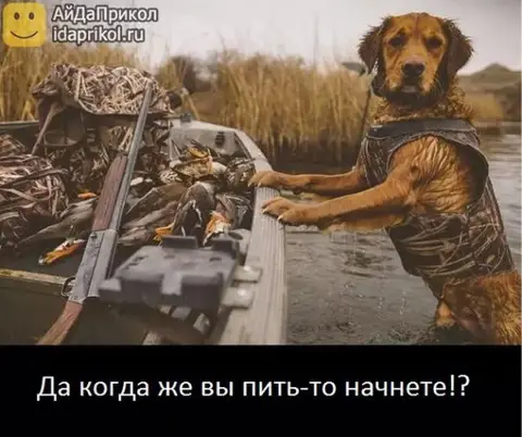 Собака на охоте — про охоту