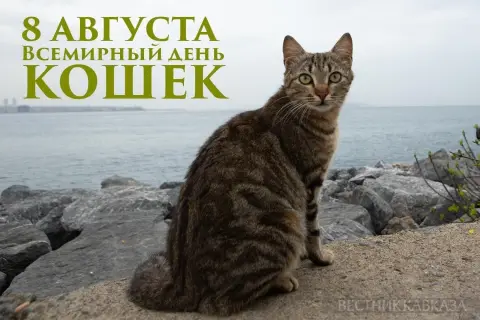 8 августа всемирный день кошек — день кошек в россии 1 марта