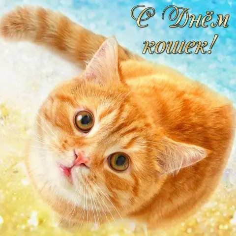 Рыжий кот — кошка
