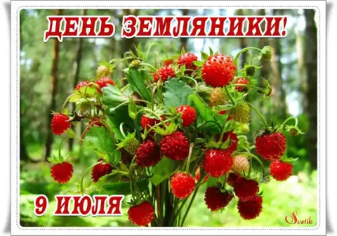 День земляники — земляника лесная