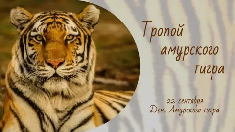 День амурского тигра — 29 июля международный день тигра