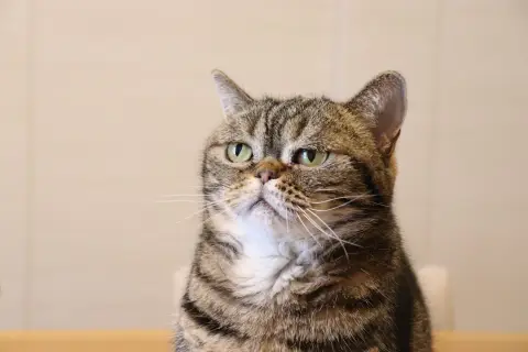 Котик — коты юмор