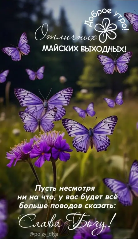 Бабочка цветок — бабочек
