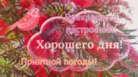 Открытки хорошего настроения на весь день — хорошего дня прекрасного настроения