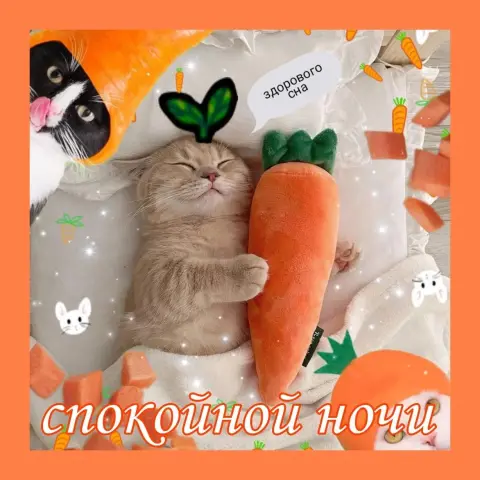 Спокойной ночи прикольные с животными — спокойной ночи милые котики