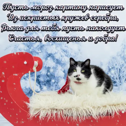 Зимние пожелания — зимний кот стихи
